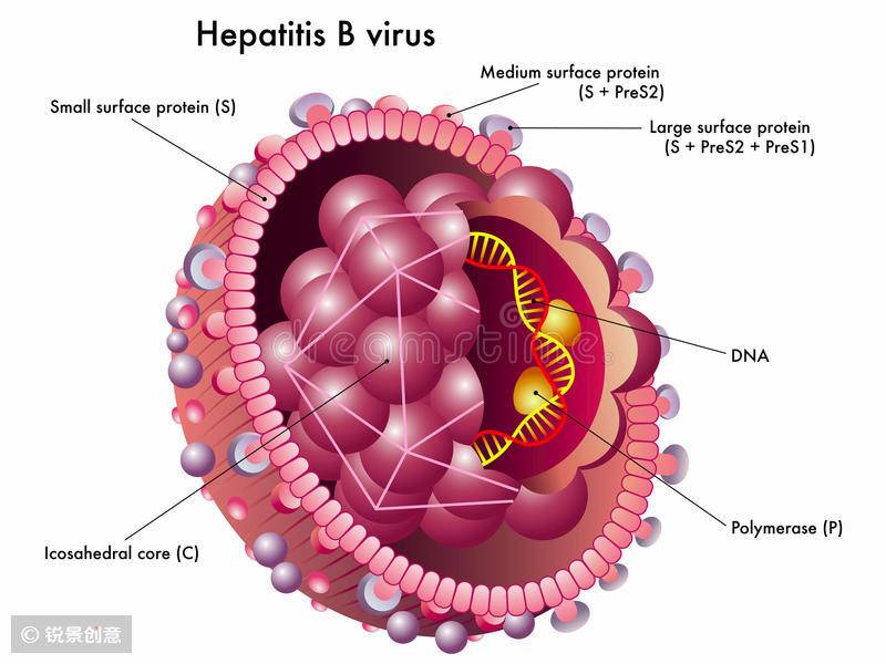 丙酚替诺福韦taf,丙酚替诺福韦乙肝转阴概率