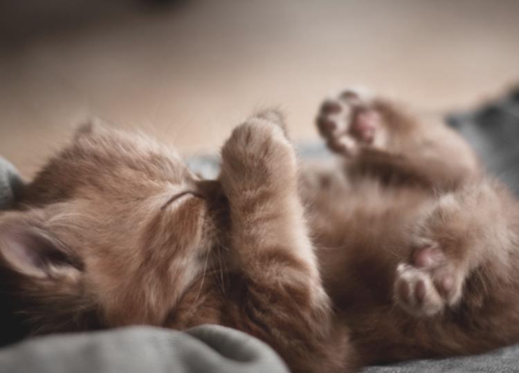 为什么母猫交配过程中撕心裂肺,而狗狗却静悄悄,本篇文章告诉你