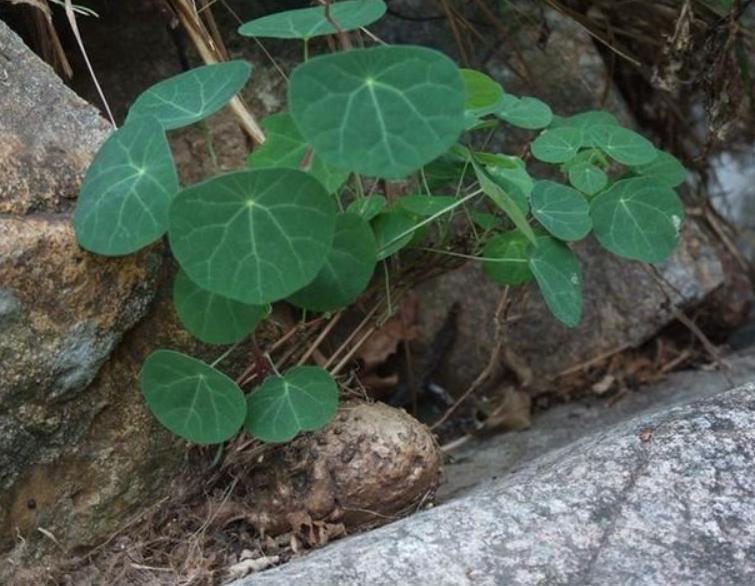 山乌龟盆景养殖方法,30年的山乌龟盆景图片