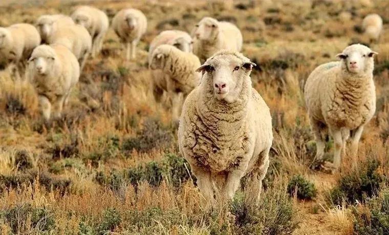 你穿大衣的样子好高级,你的大衣选对了吗