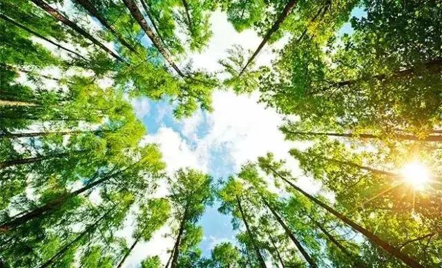 植树节播种绿色希望收获美好未来,植树节爱绿护绿文明有我