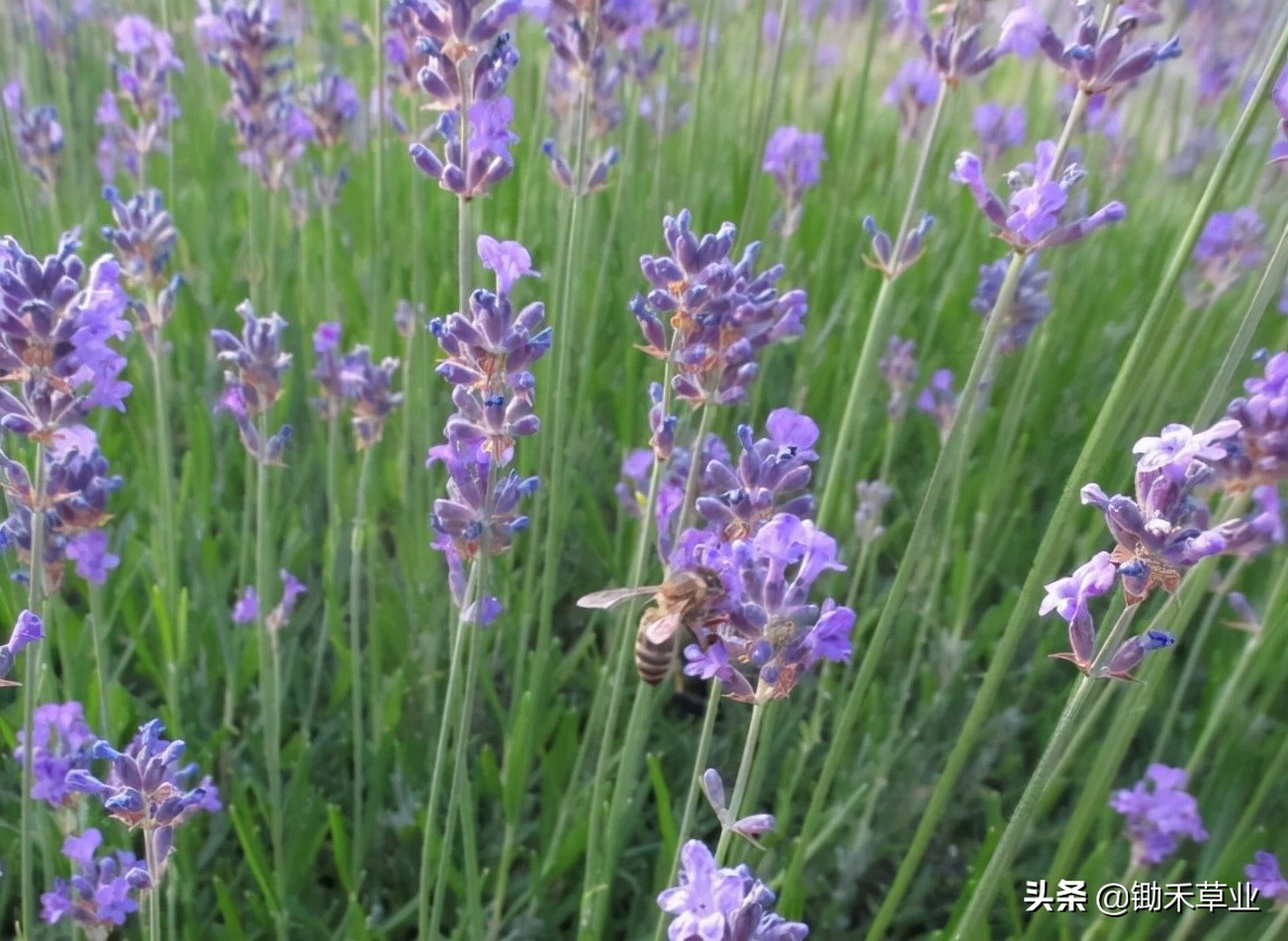 抹不去的记忆-狭叶薰衣草