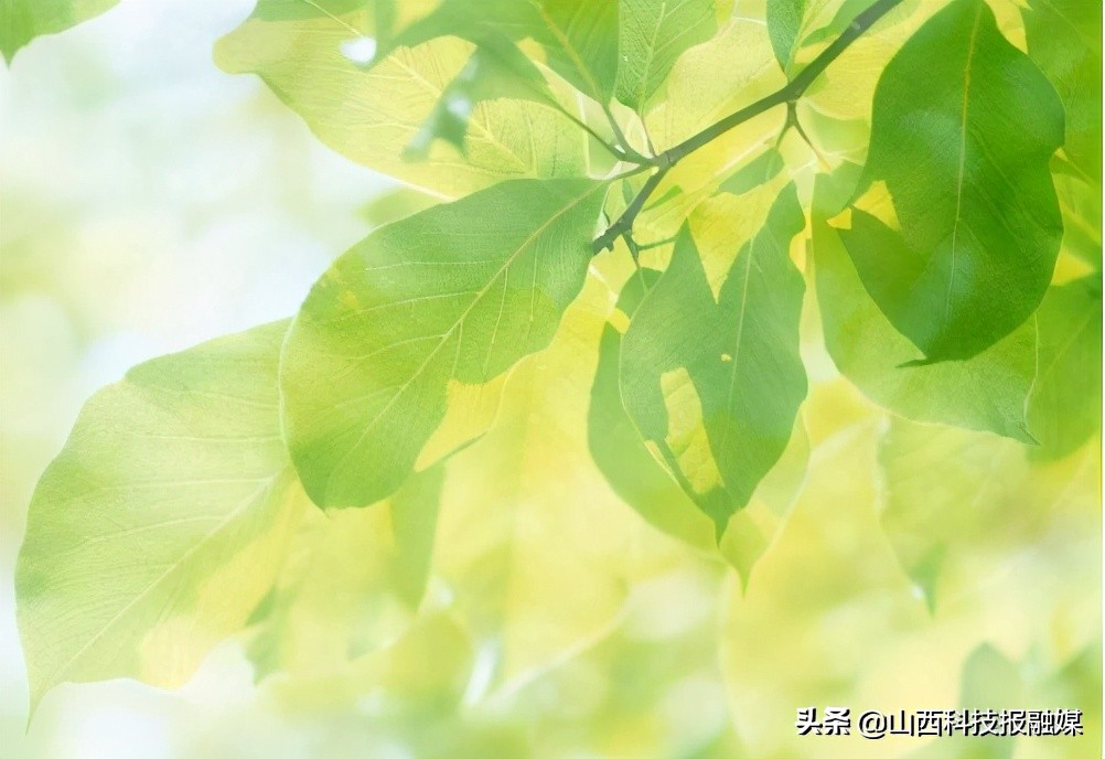 明日“九九”  究竟是哪“九九”?为啥以“九”为单位？------您的春日暖阳即将“发货” 请查收