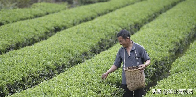 茶写佳话,潜心种茶写佳话
