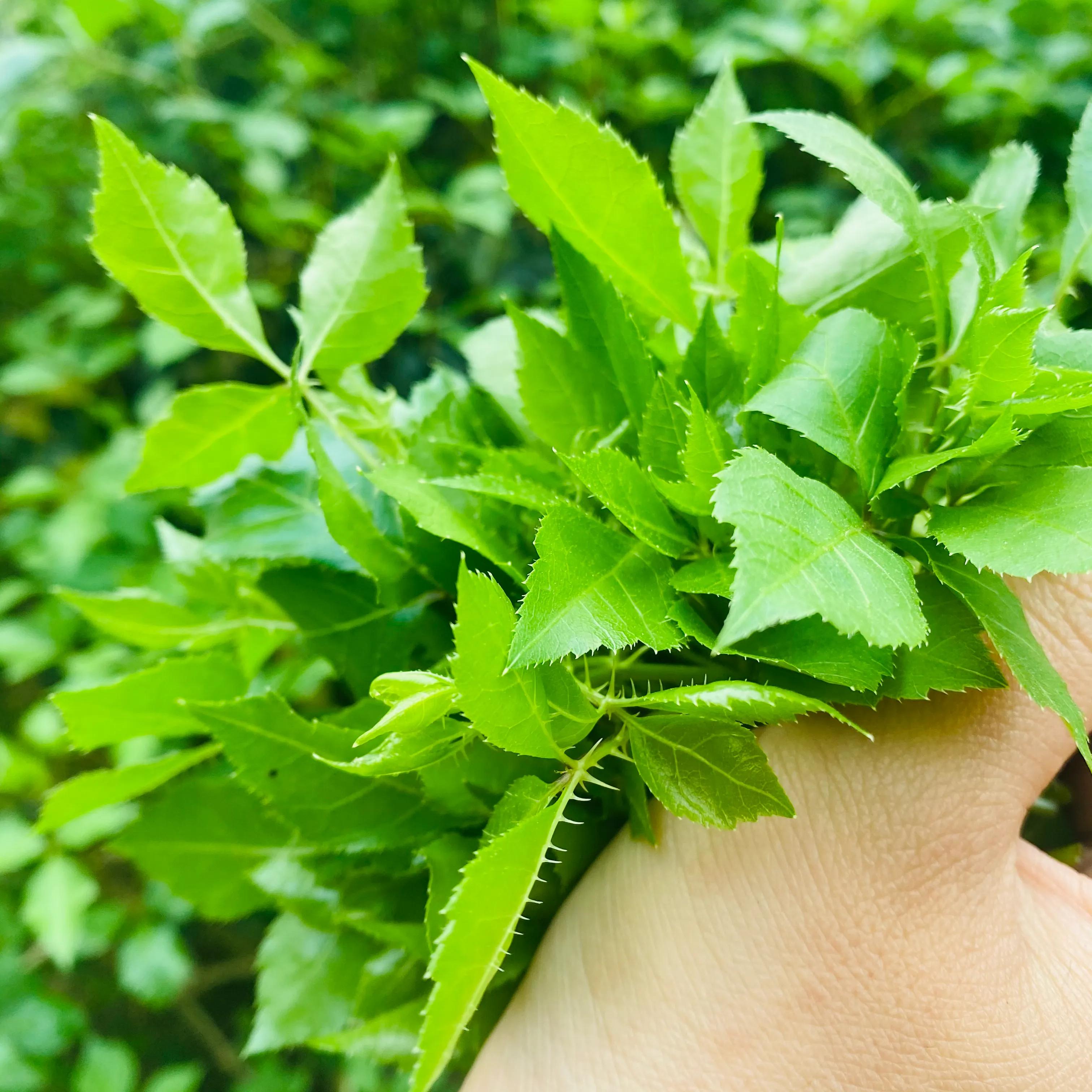 潮州著名海蛎煎,潮汕人老菜脯煎蛋做法
