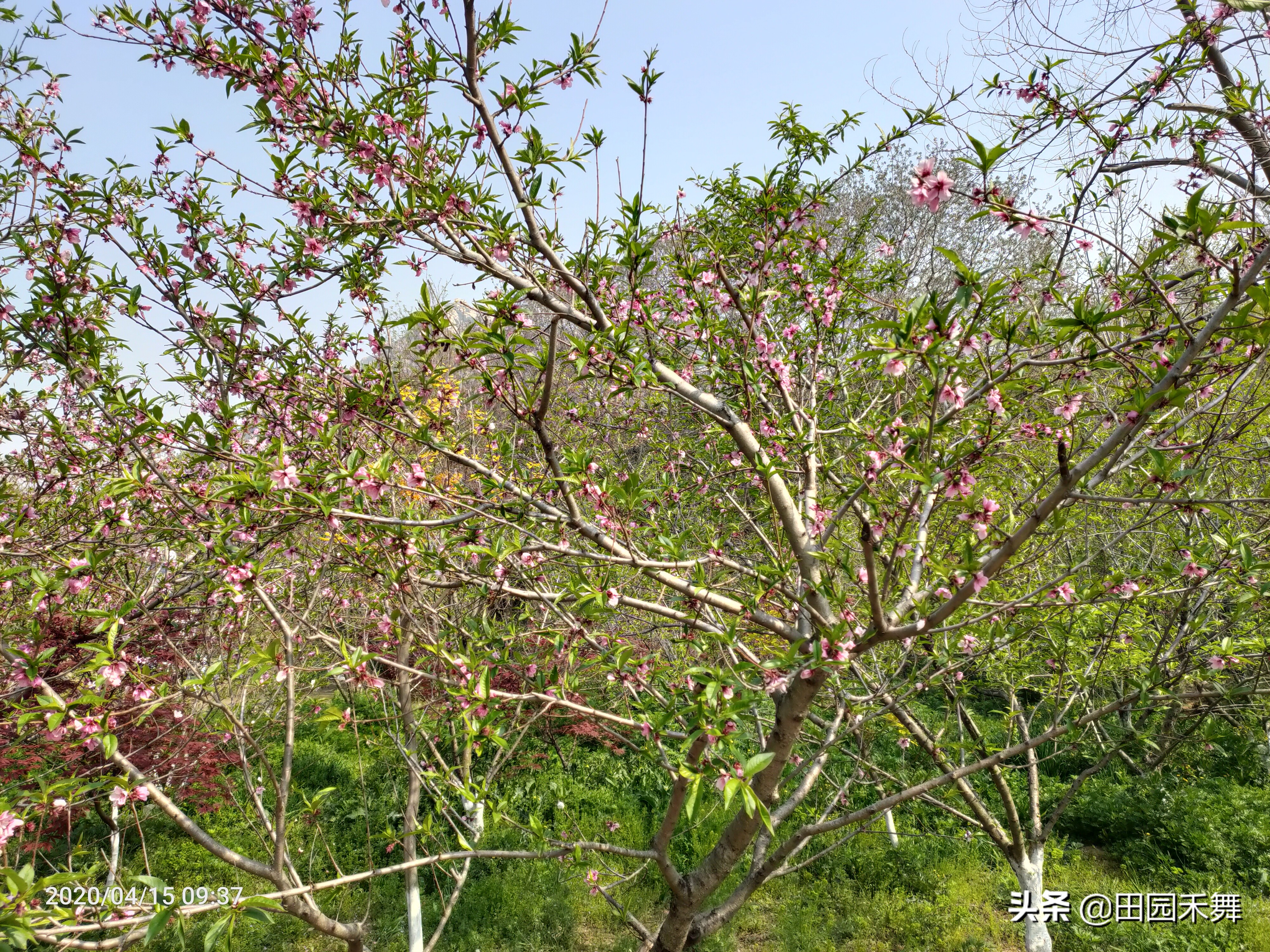 连云港海州区桃花涧风景区直播,连云港市桃花涧风景区