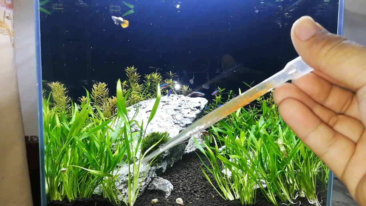 孔雀鱼喂什么饲料最好呢,孔雀鱼适合吃什么饲料