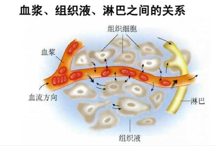 汗与血及津液关系,汗出过多必伤身