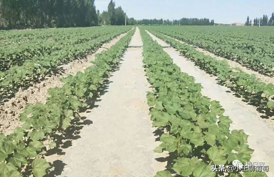 微生物菌剂治病,植物通用微生物菌剂