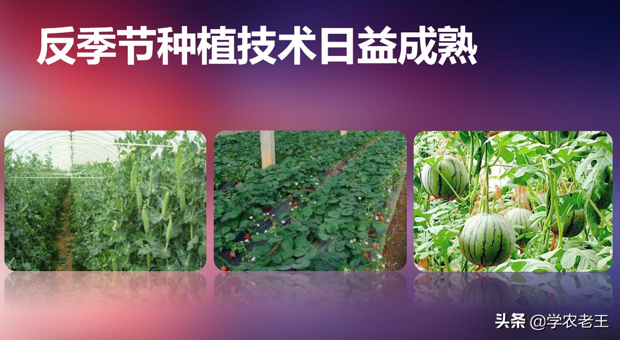 茄子掉色怎么回事啊,种植茄子掉色是什么原因