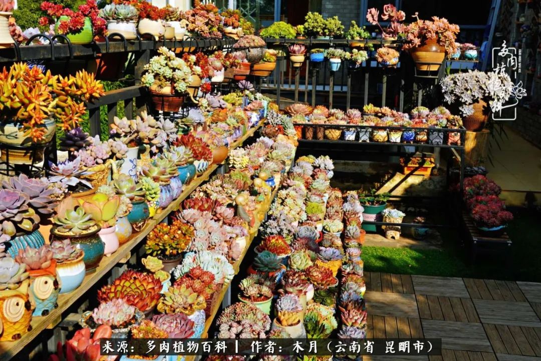 浅冬多肉，终有美好在等候