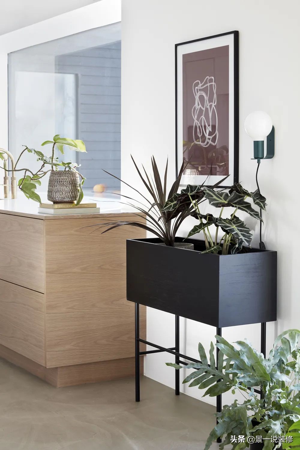 室内植物的摆放设计及养护,室内什么盆栽植物好养护呢