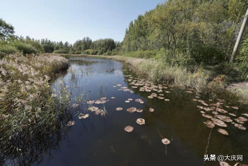 小曼打卡迎旅发〡城市森林：城市中难得的“世外桃源”