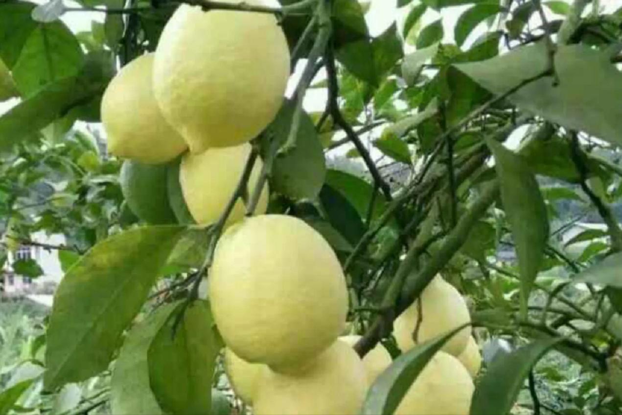 价格直逼猪肉，广东柠檬成“精”了，我是你泡不起的柠檬