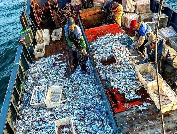 承包千亩水库!投放30万尾小鱼苗,收获季节却满脸愁容,什么情况