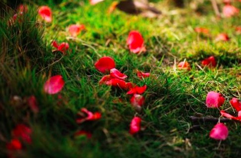 李清照的写愁名句,李清照写的离人愁