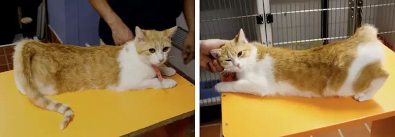 养猫常识猫咪的日常护理,养猫必备知识