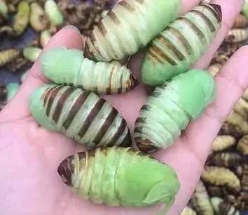 营口市特色农业项目,特色农产品名单大全