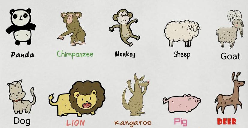 动物类英语单词记忆教学,每日英语单词之动物单词