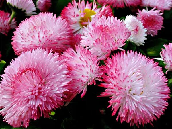 春天开的菊花类花卉大全,春季开花的波斯菊花