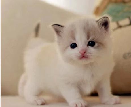 幼猫呕吐白沫是什么原因,幼猫呕吐是什么原因引起