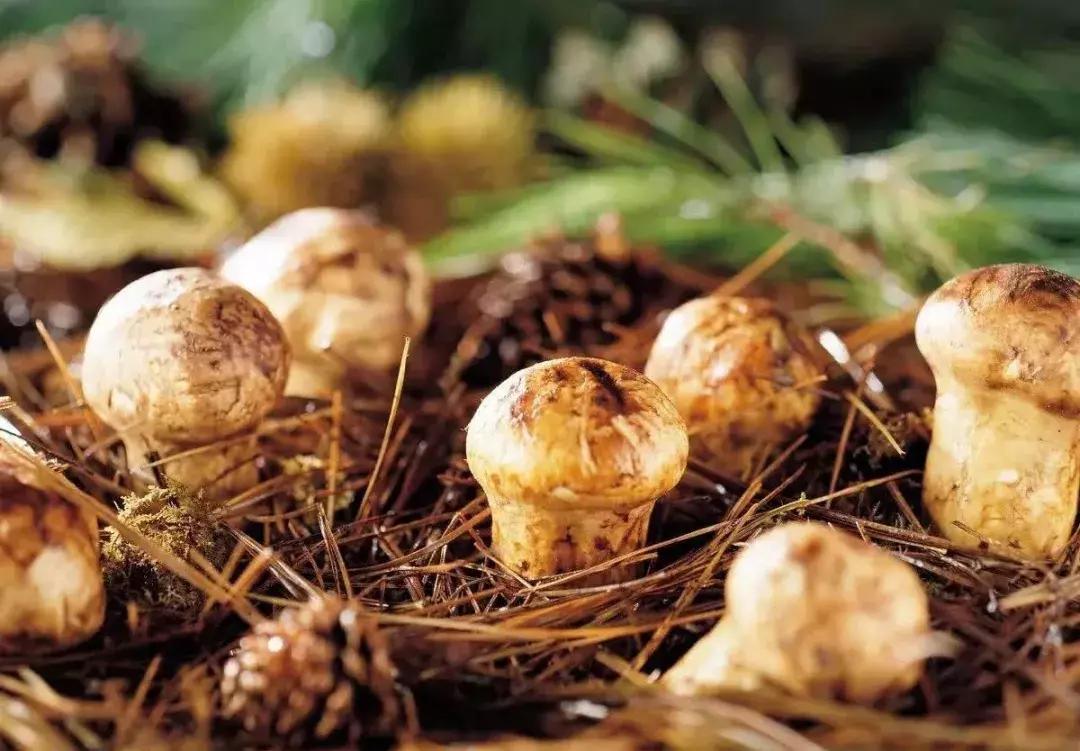 假期过后带特产回家,假期归来有好物