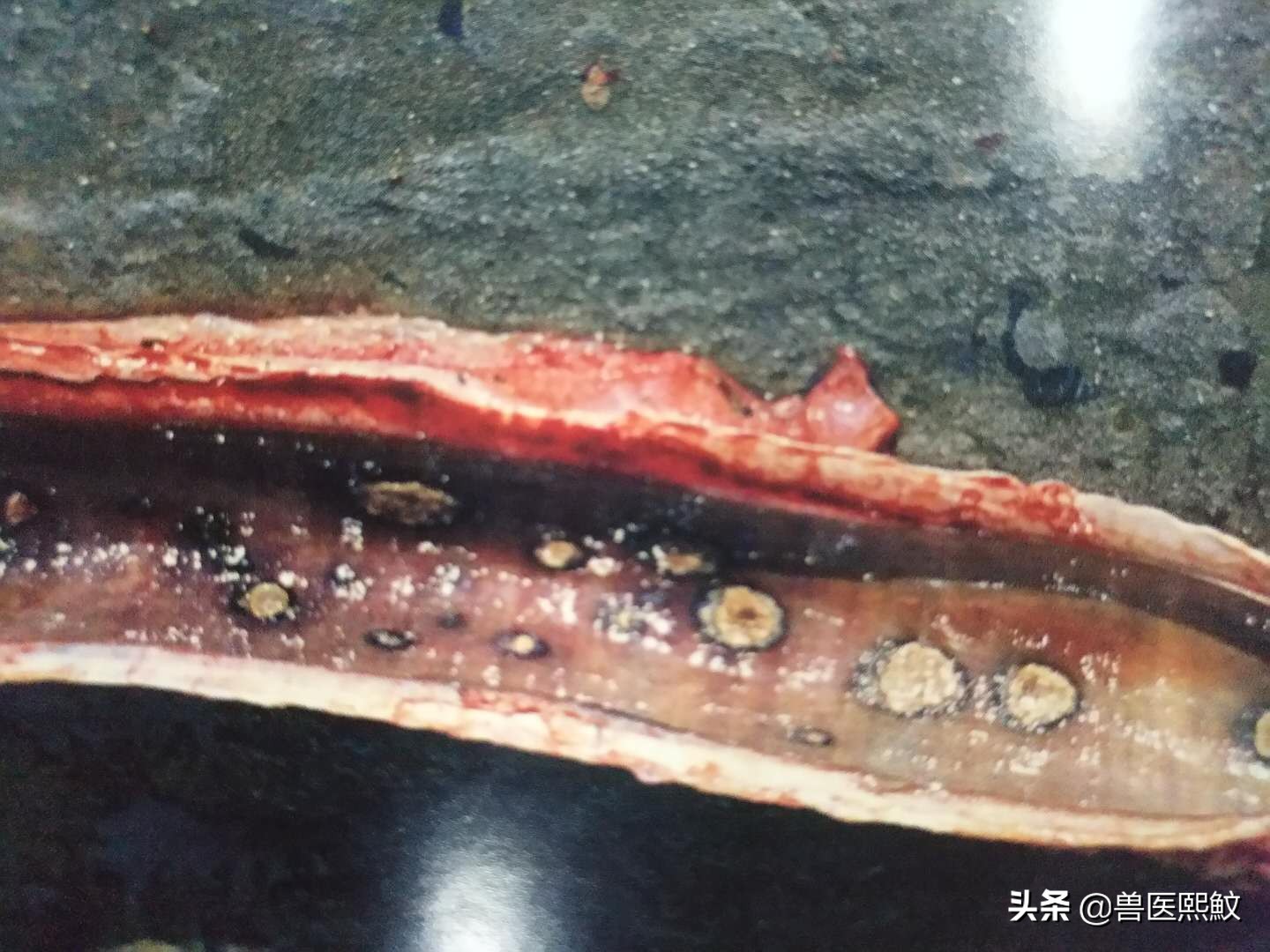 牛结节性皮肤病哪里出现,牛结节性皮肤病传播方式