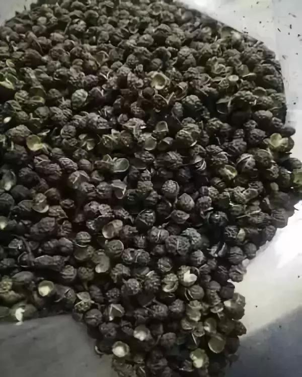 花椒、麻椒、藤椒有啥区别,在烹饪中如何与食材搭配才能最美味?