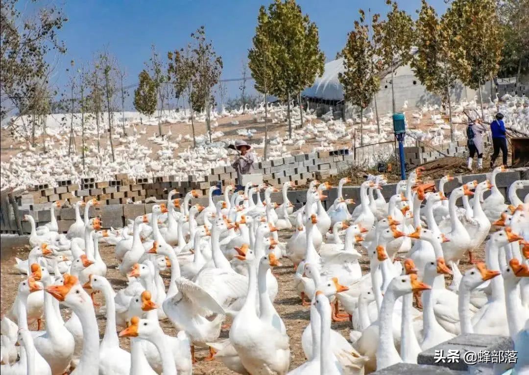 豆粕麦麸价格与去年相比上涨原因,豆粕涨价如何养牛