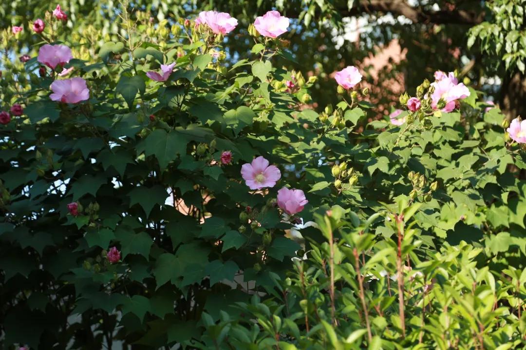 秋天你好吗,秋天你好