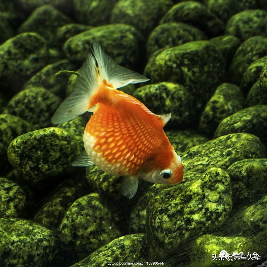 鱼缸里养金鱼怎么老是死啊,养金鱼总死是什么原因