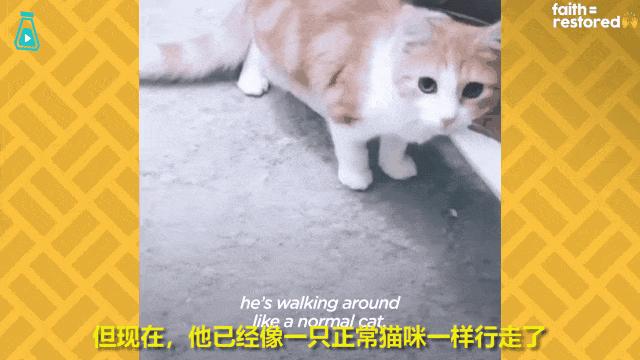 如果你遇到一只流浪猫你会怎么做,如果你遇到流浪猫你该怎么办