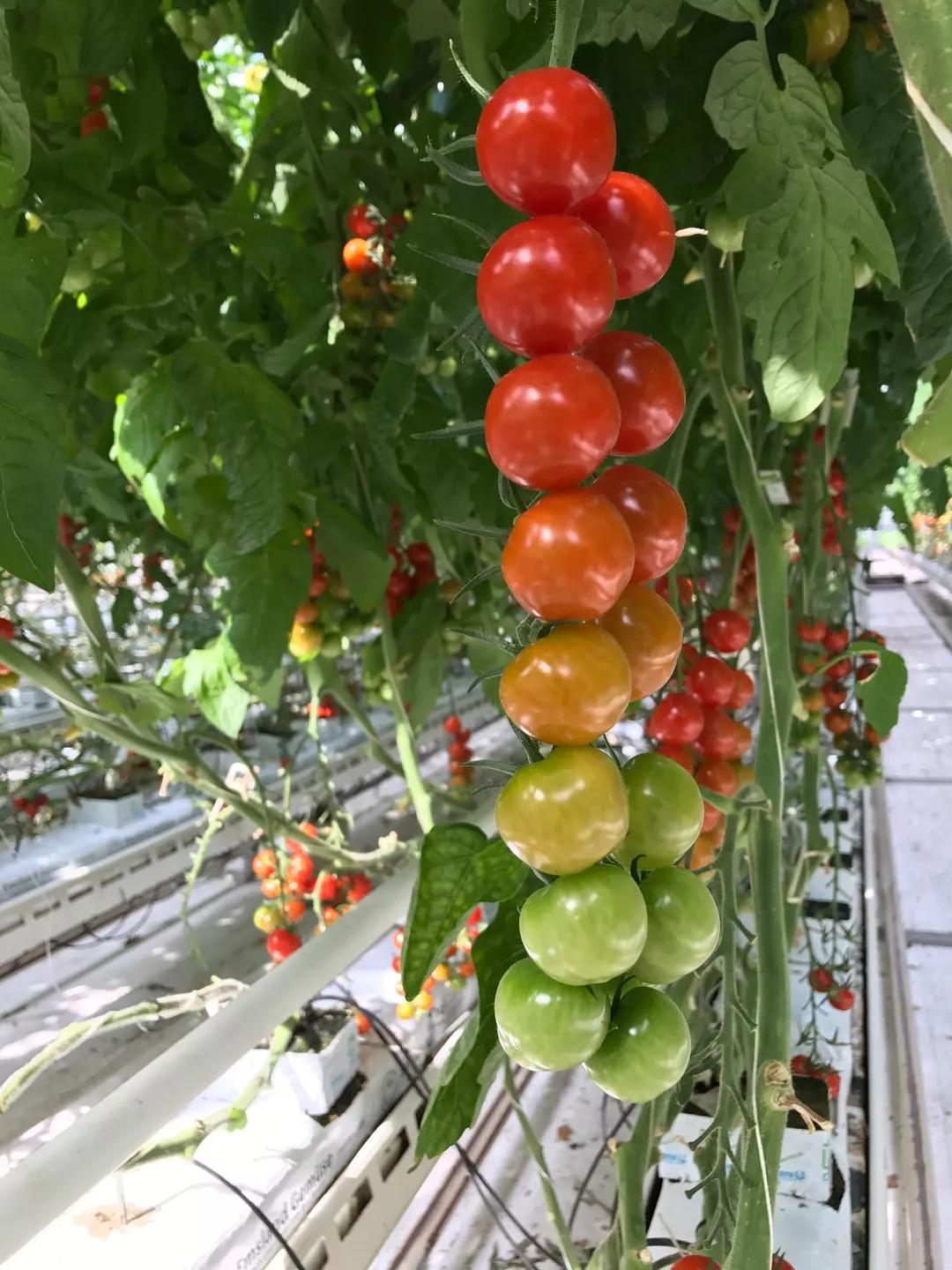 建一座完全不打药的生态花园，所有生命在这里和谐共处，值得收藏