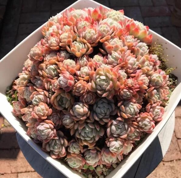 多肉冰莓养护小技巧,四季光照不能少,晒出状态美翻天!