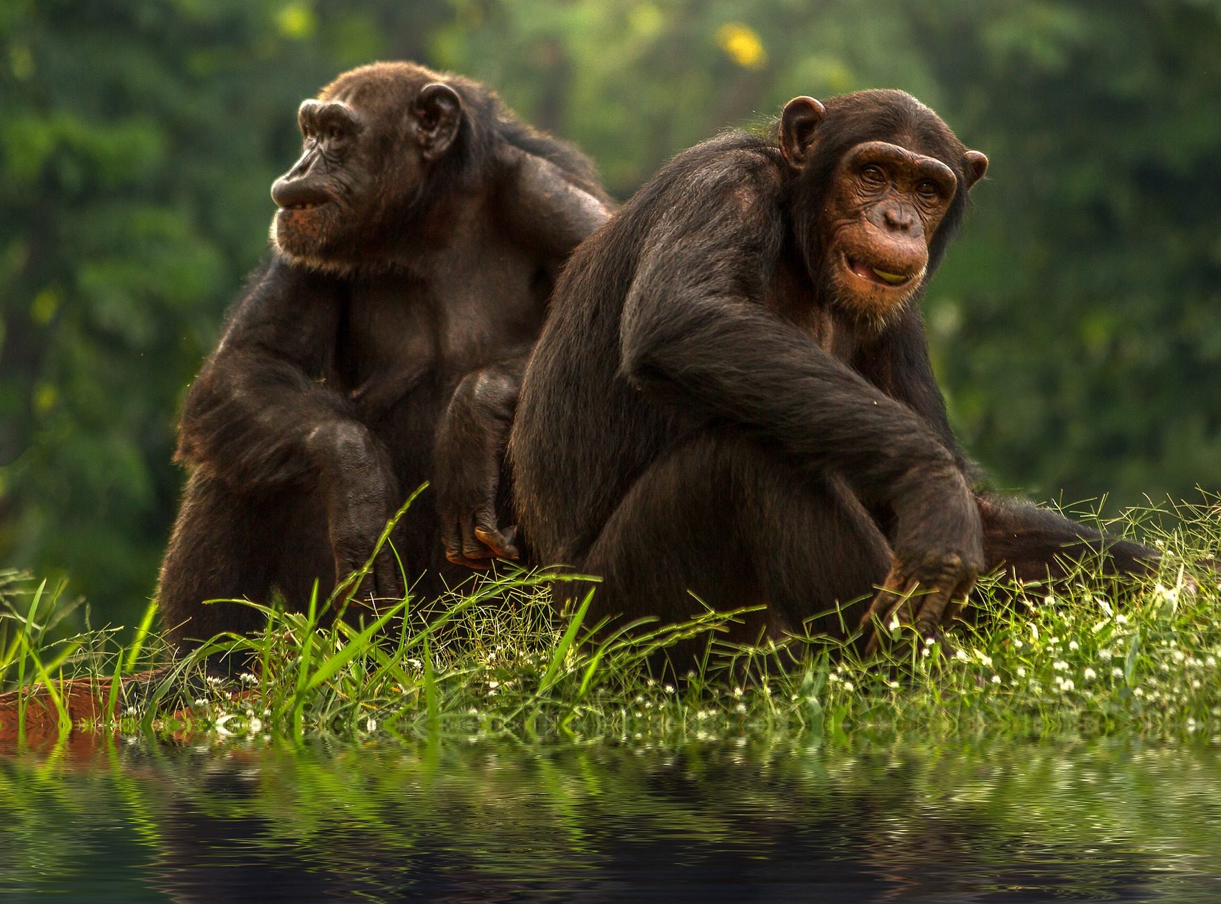 全世界一夫一妻的动物,大自然一夫一妻制的动物