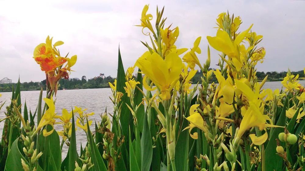 100种常见观叶植物图鉴史上最全,农村常见的100种植物