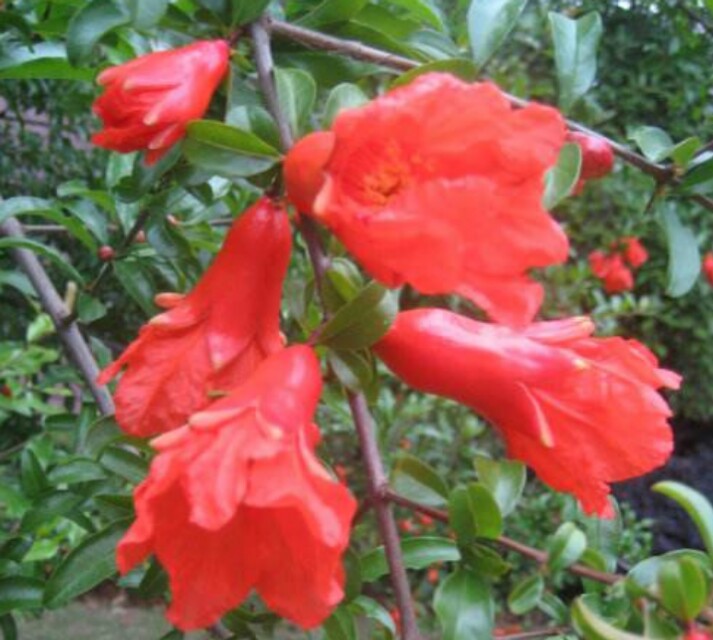 盆栽石榴树什么品种是甜的,石榴树带果实能用水培繁殖