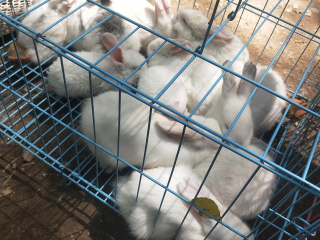 开封杨丰宠物市场最新价格信息,开封杨丰宠物市场现在开着吗