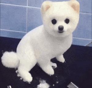 趾间炎狗狗怎么预防,下雨天怎么预防狗狗趾间炎