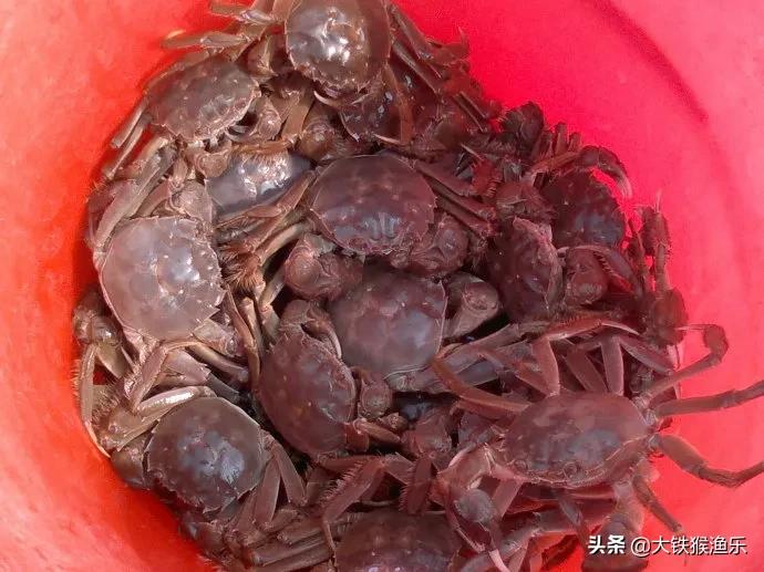 秋天小杂鱼闹窝钓鲫鱼绝招,野钓杂鱼闹窝的最佳方法