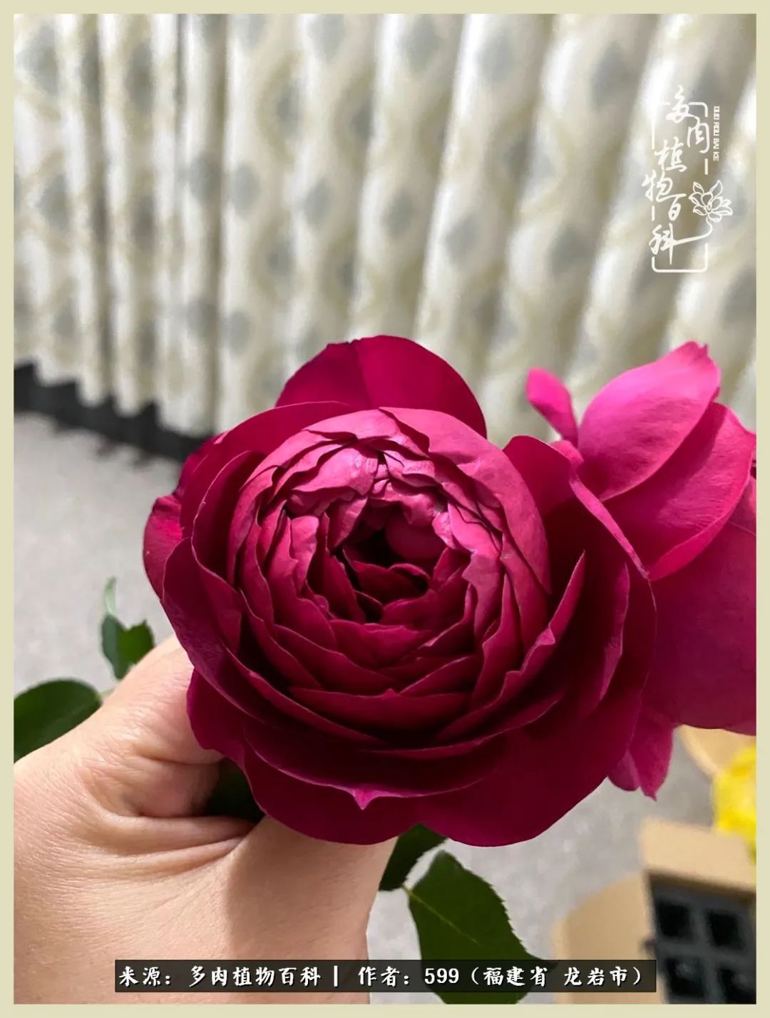 生活需要努力也需要花草,所有的热爱都需要不遗余力图片