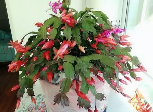 盆栽花卉老掉叶是怎么回事,花卉掉花苞解决方法