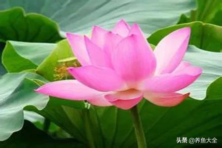 你知道荷花与莲花的区别吗,碗莲睡莲荷花莲花的区别