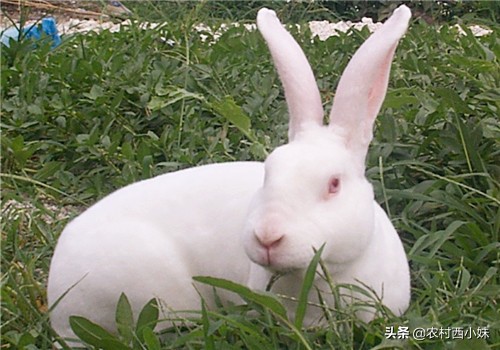 不同兔子要养多久才可以生崽,不同窝的兔子怎么放在一起养