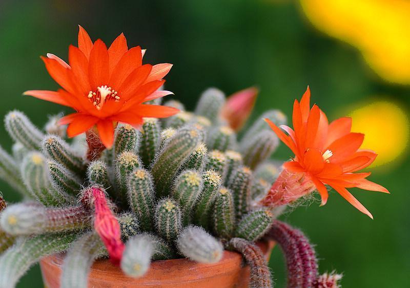 “常年丑貌君不问，一日花红万户惊”——仙人掌的产地及精品赏析