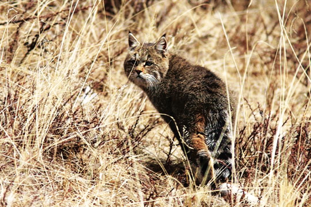 哪种猫最粘人最好养,哪种猫最温顺最粘人还比较便宜