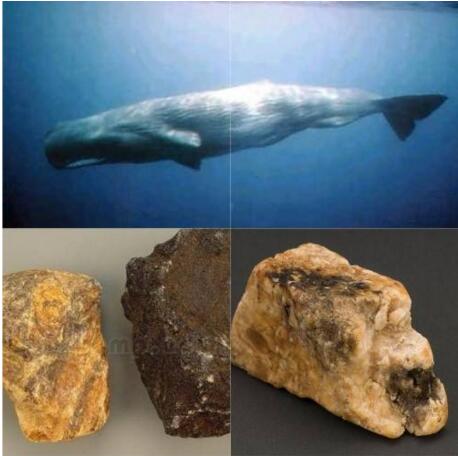 鲸排泄物的香气背后的价值之谜,诡异的鲸