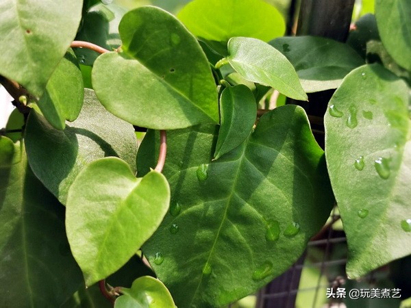 怎么煮猪肝才不缩水,怎么煮猪肝软不硬好吃