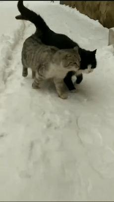 老鼠没抓着,却粘到了宠物狗!拔丝狗头了解一下?