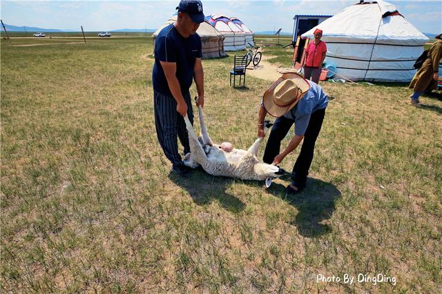 乌拉特羊肉和锡盟羊肉哪个好,锡盟羊肉跟内地羊肉有什么区别